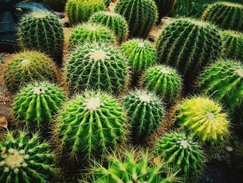 High angle view of succulent plant on field