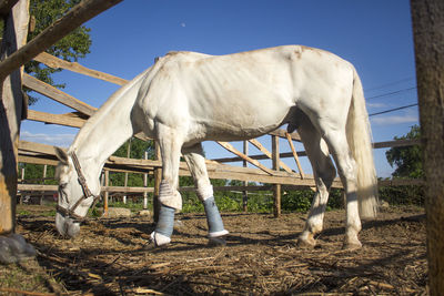 Horse standing in ranch