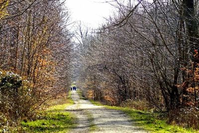 Road passing through forest