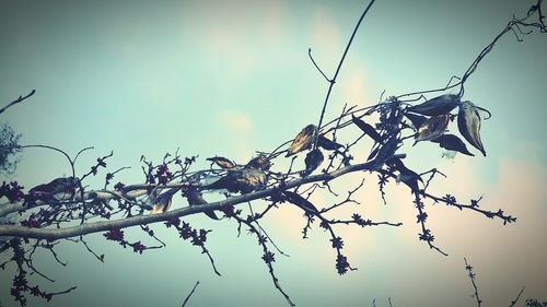 Low angle view of tree against sky