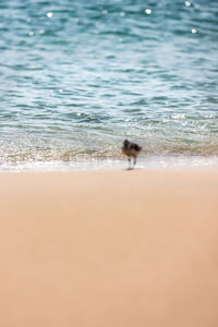 View of a horse on the beach