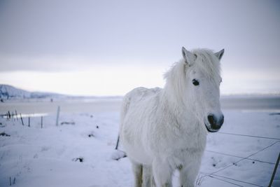 White horse standing on snow covered field against sky