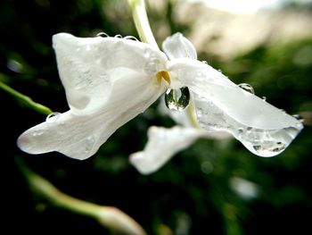 Close-up of wet white flower