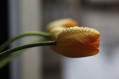 Close-up of flowers