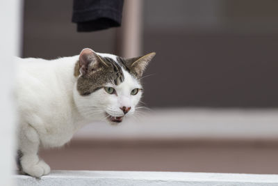 Close-up of a cat looking away