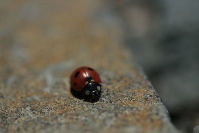 ladybug