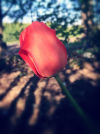 Close-up of red rose