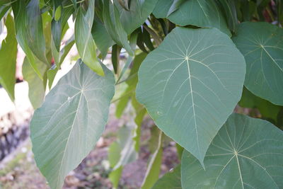 Close-up of green leaves