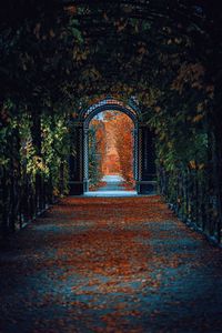 Empty footpath amidst trees in park