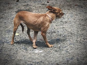 Horse standing outdoors