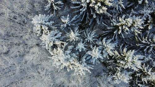 Full frame shot of tree