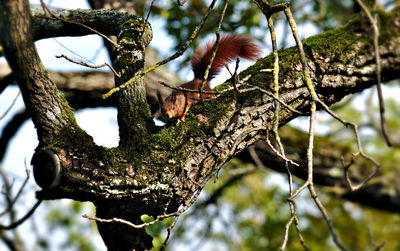 Low angle view of lizard on tree