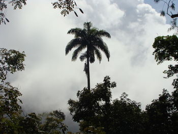 Low angle view of silhouette trees against sky