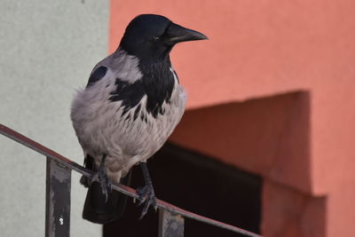 Close-up of bird perching on wall