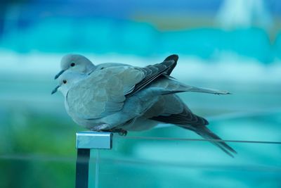 Close-up of bird perching outdoors