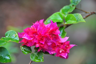 Close-up of pink flowers