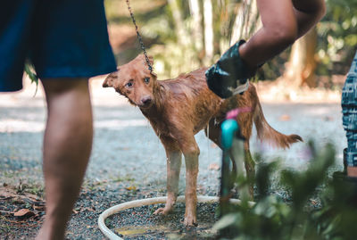 Cropped image of people cleaning dog