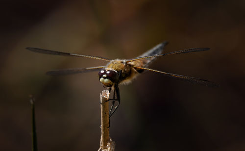 Close-up of dragonfly on twig