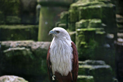 Close-up of bird perching on wooden post