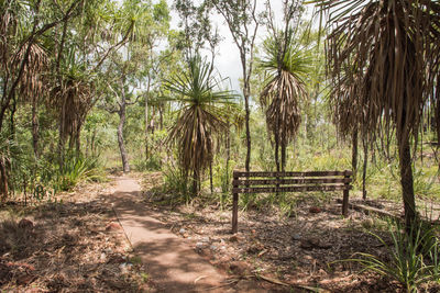 Trees growing on field in forest