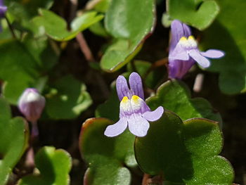Close-up of purple iris blooming outdoors