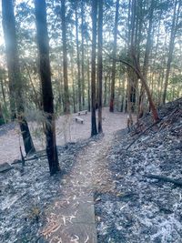 Trees in forest