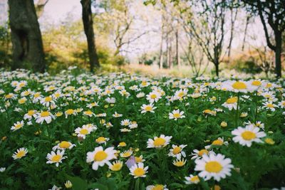 Close-up of white daisy flowers in field