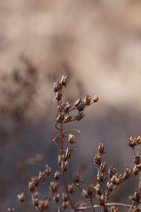 Close-up of wilted plant