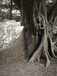 Trees in the forest