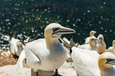 Close-up of gannets by sea
