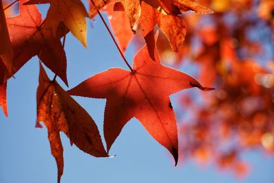 Close-up of maple leaves on tree against sky