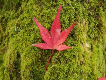 High angle view of maple leaf on grass