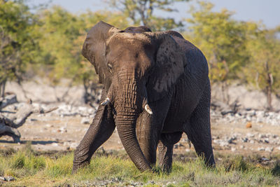 Elephant in a field