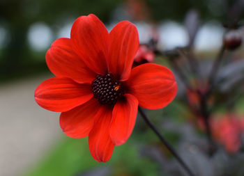 Close-up of red flower
