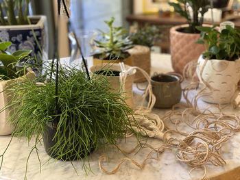 Close-up of potted plant on table
