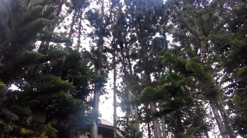 Low angle view of trees against sky