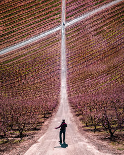 Full length rear view of man in a blooming peach field, inception style.