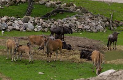 Horses grazing in field