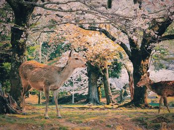 Deer on field against trees