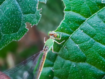 Close-up of insect on leaves