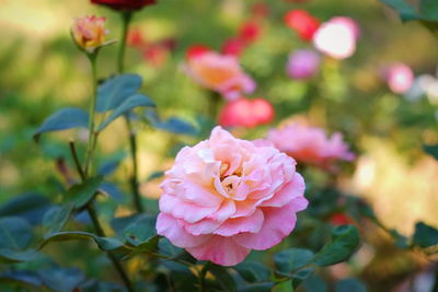 Close-up of pink flower blooming outdoors