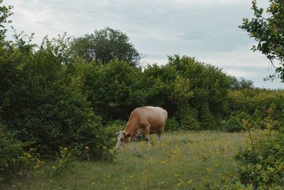 Cow in village 