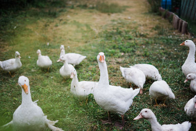 Ducks on a field