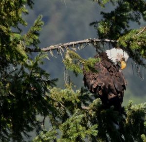 Birds perching on branch of tree