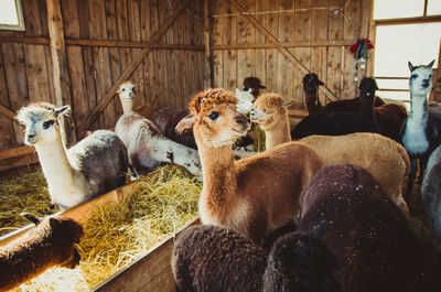 Group of cute alpacas looking at camera eating and smiling