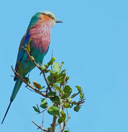 Low angle view of bird perching on plant against blue sky