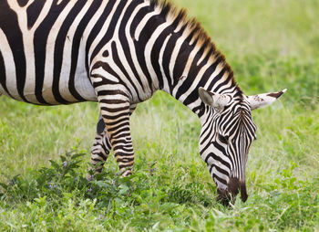 Zebras in tsavo east national park, kenya, africa