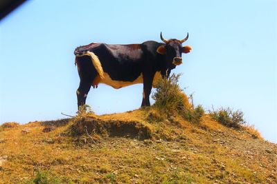 Low angle view of cow on field against clear sky