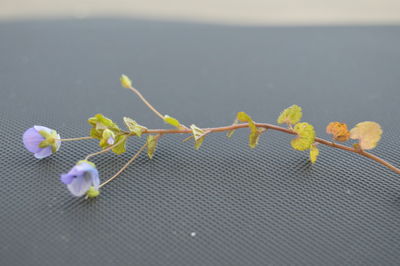 Close-up of plant