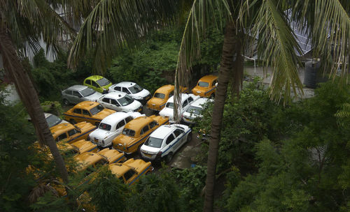 High angle view of bamboo amidst trees in forest